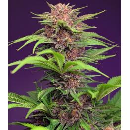 Auto Red Mimosa XL (x3) +1